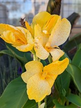SEED-Canna You Grow Your Own CANNA Lily from Seed?- Yes You CAN - $5.65+