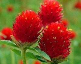 100 Strawberry Fields Globe Amaranth Seeds Garden Fresh USA Shipping - £5.86 GBP