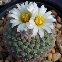 Strombocactus disciformis @J@ rare cactus seed 30 SEEDS - £7.17 GBP