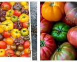 150 Seeds Tomato Mix Open Pollinated Bright Flavorful Colorful Fresh Garden - $29.93