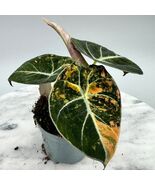 Alocasia Black Velvet Gold Variegata Variegated Rare Live Starter Plant ... - $13.99+