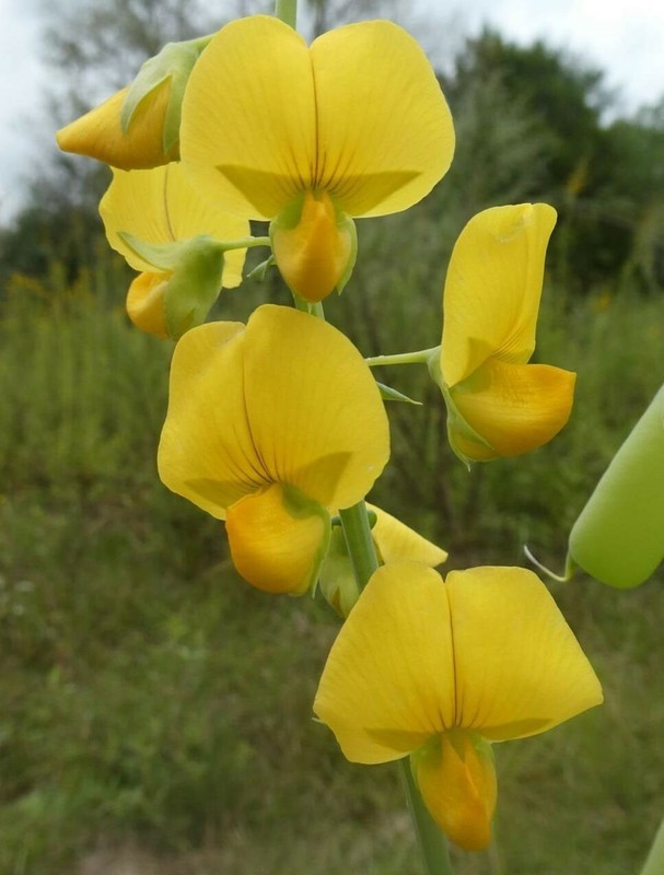 Sc Rattlepod LKS Crotalaria Spectabilis Rattlebox Showy Rattlepod Cats Bell 10 Seeds ...
