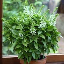 USA SELLER Sweet Basil Seeds Fast Shipping - £7.36 GBP