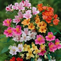 240 Seeds Peruvian lily seeds home garden flowers bonsai potted alstroem... - $14.75