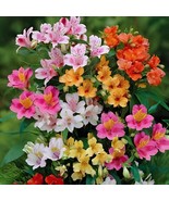 240 Seeds Peruvian lily seeds home garden flowers bonsai potted alstroem... - $14.75