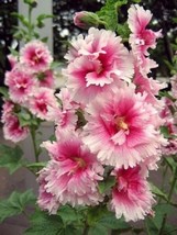 25 Seeds Hollyhock Pink White Quick Grow Heirloom Seeds Stunning Results - £6.51 GBP