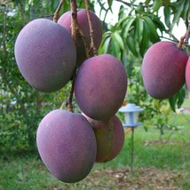 FROM US Live Tropical Fruit Tree 12”-24” Mangifera (Mango palmer) TP15 - £45.16 GBP