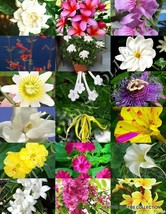 FRAGRANT FLOWERS MIX rare plant exotic flower colorful easy garden seed 15 seeds - £7.16 GBP