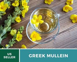 100 Mullein Greek Seeds Verbascum olympicum Impressive and Robust Flower Display - £12.63 GBP