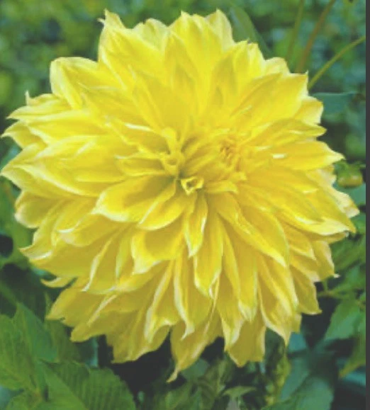 Dahlia Kelvin Floodlight 1 Live Flower Plant Bulb Tuber YELLOW Dinner plate - $33.00