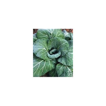 Collards Georgia Great Heirloom Vegetable 1 Oz Seeds Fresh Garden USA SELLER - $24.90