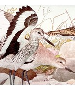 Shorebirds Plover Willet Piper Birds Print Fuertes 1917 Color Plate Art ... - $551.07 MXN