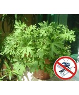 USA-50Pcs riddex plant seeds Mosquito Repelling Grass Mozzie Buster Sweetgrass - $8.23