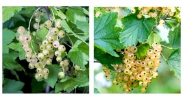 1-2 Year Old Live Plants - 1 White Imperial &amp; 1 Primus White Currant - £74.63 GBP