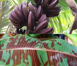 Sumatrana &quot;X&quot; Cross Red Banana - Dwarf Red banana - Edible Red Banana - $22.48 CAD