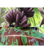 Sumatrana &quot;X&quot; Cross Red Banana - Dwarf Red banana - Edible Red Banana - $22.55 CAD