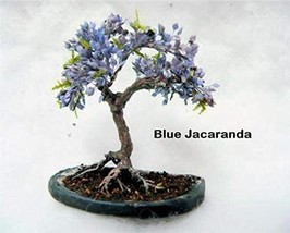 Fresh 3 Types Flowering Bonsai Tree Seeds Chinese Wisteria Judas Tree Blue Jacar - £21.08 GBP