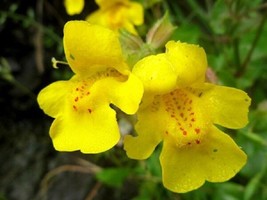 Thjar 60+ Yellow Mimulus &quot;Monkey Flower&quot; Flower Seeds / Long Lasting Annual - $6.99