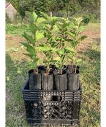 Sweet American Crabapple Seedling - Lot of six (6) High Quality Seedlings - $50.54