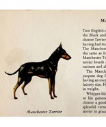 Manchester Terrier 1939 Dog Breed Art Ole Larsen Color Plate Print PCBG17 - €26,04 EUR