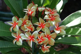 Plumeria &quot;RARE&quot; Sunburst Yellow - $17.99