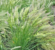 BPA 500 Seeds Prairie June Grass Seeds Native Ornamental Drought Heat Cold Conta - £7.17 GBP
