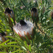 Protea Longifolia Stunning Long-leaf Black Sugarbush 6 PCS Seeds - $23.99