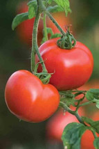 Fresh 50 Seeds Ferline Tomato Juicy Tomatoe Vegetable Edible Food Gardening USA  - $8.32