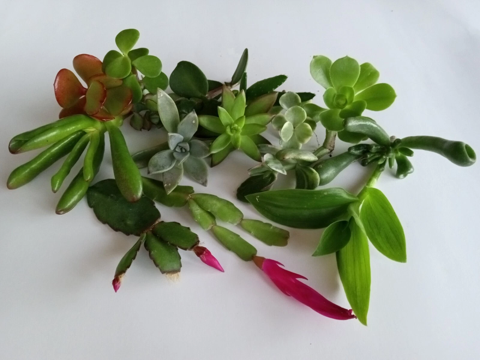 Item image 1 image 1