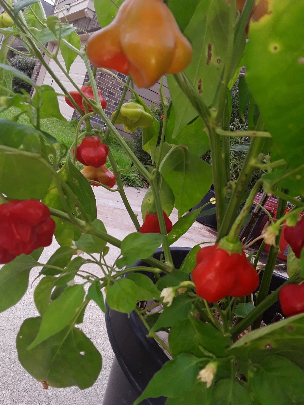 40+ Mad Hatter Pepper Seeds Hot Non GMO Organic - $9.69