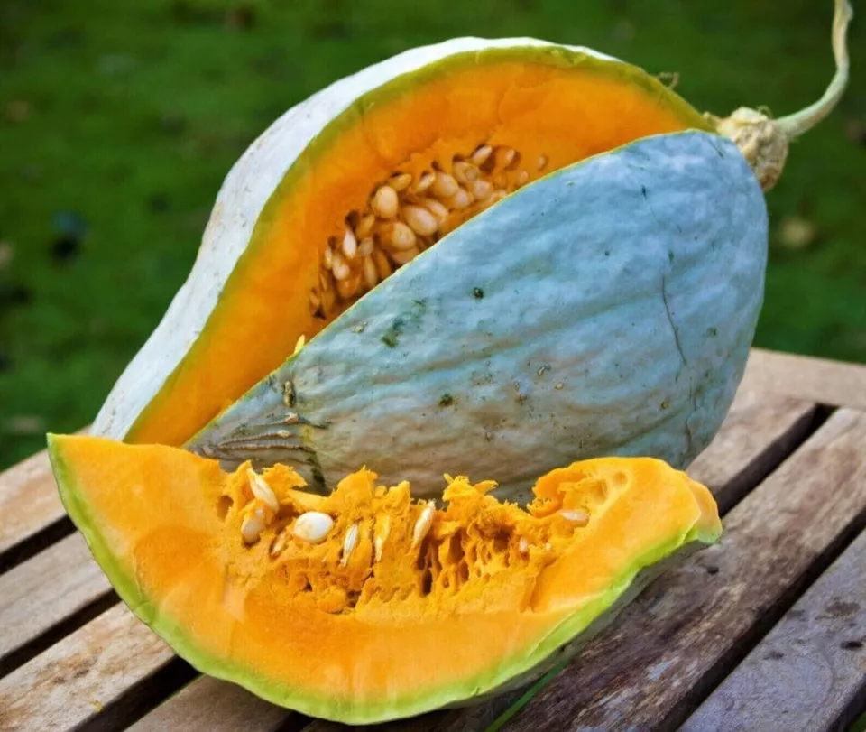 SYST 20 Seeds Giant Blue Hubbard Sweet Squash Organic Seed Catalog Home Garden  - £7.63 GBP