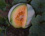 20 Planters Jumbo Melon Seeds Fruit Non Gmo Fast Shipping - £7.18 GBP