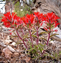 Berynita Store 1000 Indian Paintbrush Flower Seeds Perennial Castilleja Integra - £9.73 GBP