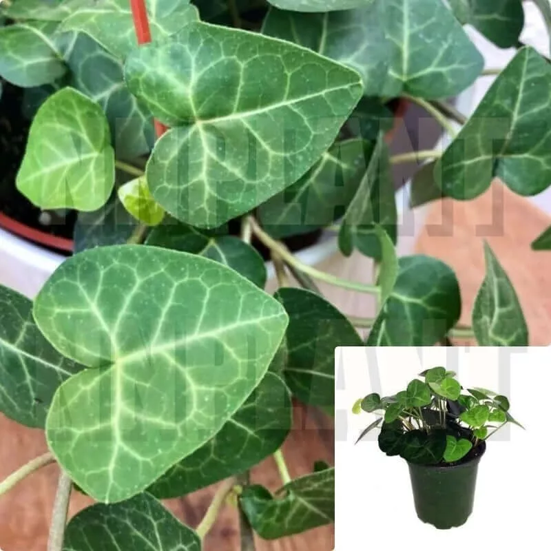 Ivy Sweetheart English 4 Inches  Hedera helix Heart Shaped Ivy Live Plant - $25.08