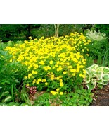 500+Common Evening Primrose Flower Seeds Annual Wildflower From US - $9.26