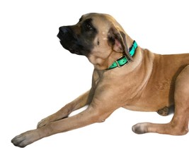 1.5 inch Sturdy Dog Collar Welded D Ring USA Made 3 Ply Nylon Webbing - £11.95 GBP