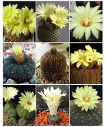 AW Frailea Variety Mix Exotic Mixed Cacti Flowering Cactus Semi Seeds 10... - $37.38