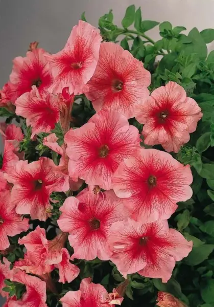 50 Bi Color Pink Petunia Seeds Flower Flowers Annual Seed 289 Fresh - £4.74 GBP