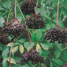 Elderberry (Sambucus canadensis) shrub qt. pot image 3