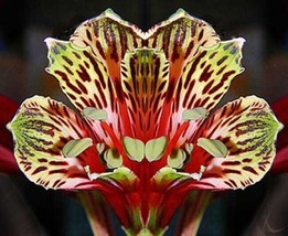 20 Peruvian Parrot Lily Seeds  - $8.88