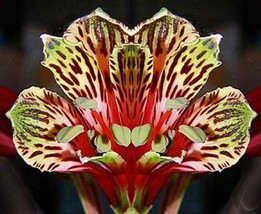 20 Peruvian Parrot Lily Seeds  - £6.98 GBP