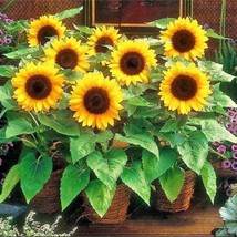 SGHOST  25 Sunspot Dwarf Sunflower Seeds Non Gmo Fresh Seeds Cute Stubby &amp; Fun U - £6.17 GBP