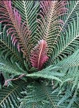 100 Creeper Vines Grass Dark Green Pink Leaves Fern Flowers Seeds for Ga... - £12.33 GBP