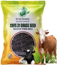 COFS 31 Grass Seebs Multi Cut Perennial Sorghum Jowar Grass for Animal F... - £58.71 GBP