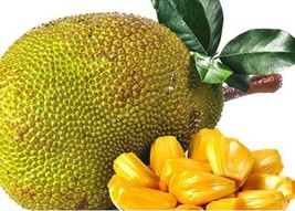 AQL 5 Of Jackfruit Seeds - £9.06 GBP