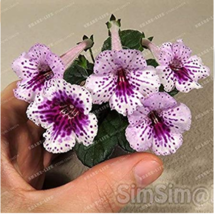 Gloxinia Seeds Perennial Bonsai Flower 100 Seeds Garden Decoration Fast ... - £3.06 GBP