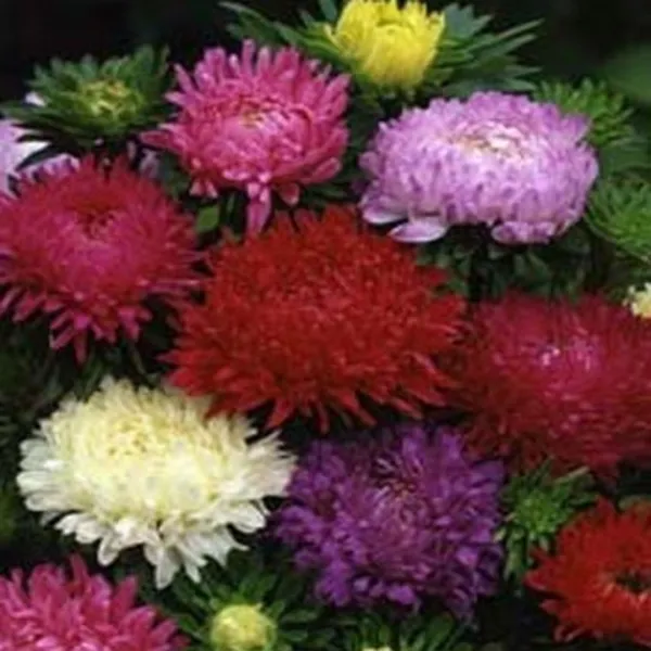 Aster Peony Duchess Mixed 50 Fresh Seeds - $13.40