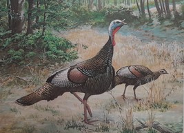 Shenandoah Pride by Bob Hines - First Virginia Wild Turkey Stamp Print, artist s - £79.08 GBP