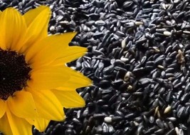 500 Sunflower Seeds Black Oil Heirloom NonGmo Fresh From US - £11.41 GBP