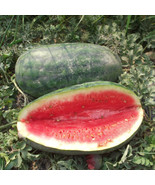 MBK 25 Congo Watermelon Non Gmo Fresh Garden - $13.78 CAD